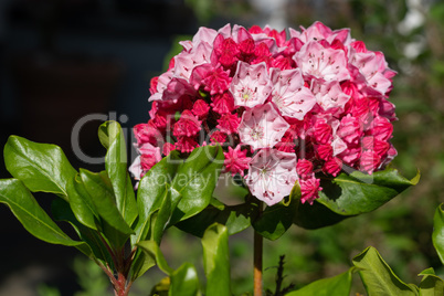 Mountain laurel, Kalmia latifolia