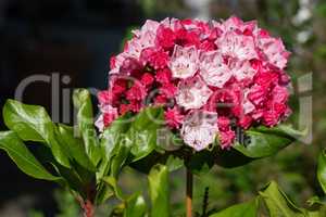 Mountain laurel, Kalmia latifolia