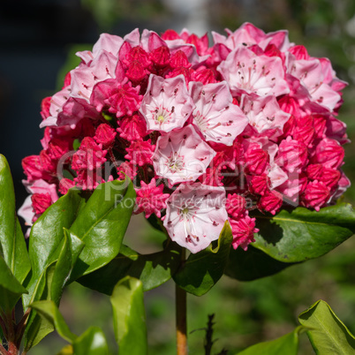 Mountain laurel, Kalmia latifolia