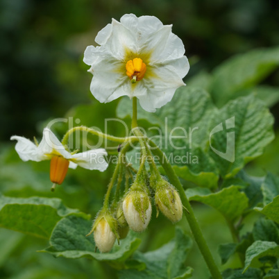 Potato, Solanum tuberosum