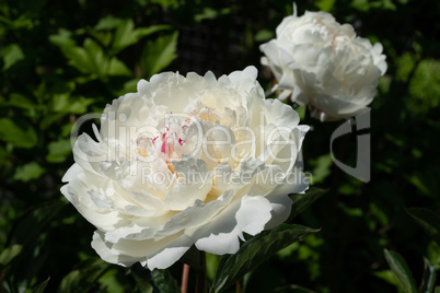 Peony, Paeonia