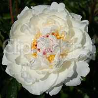 Peony, Paeonia