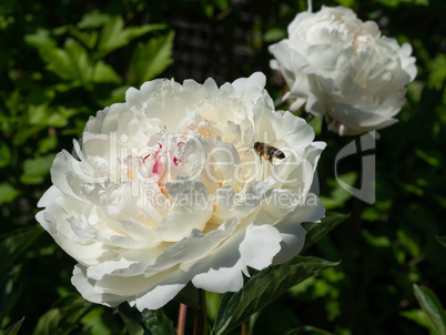 Peony, Paeonia