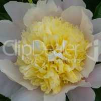 Peony, Paeonia