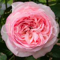 Shrub rose 'Eden rose 85', Rosa