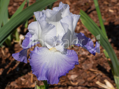 German iris, Iris barbata