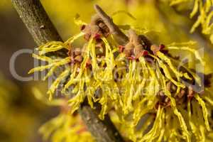 Witch Hazel Hybride, Hamamelis intermedia