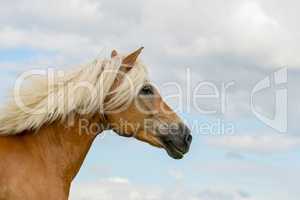 Pferd (Equus)
