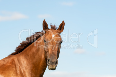 Pferd (Equus)