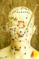 acupuncture demonstration on head model