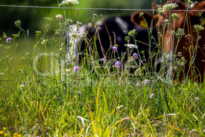 Cows pasture in green meadow.