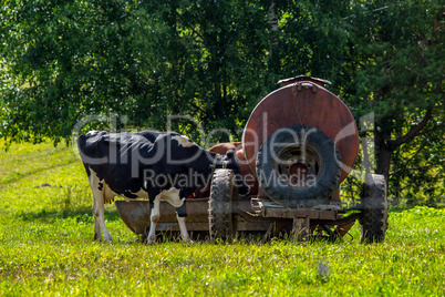 Cow at the tank in green meadow.