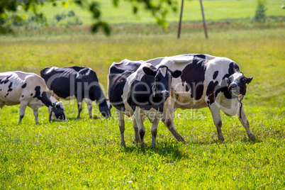 Cows pasture in green meadow.