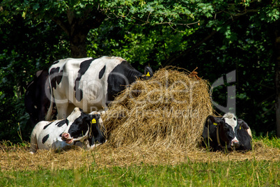 Cows in stack of hay.
