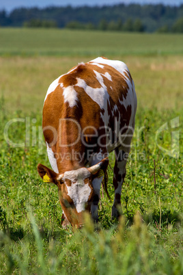 Cow pasture in green meadow.