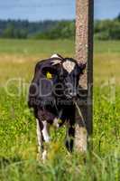 Cow at the pole in green meadow.