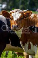 Portrait of dairy cow in pasture.