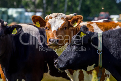 Portrait of dairy cows in pasture.