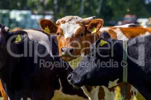 Portrait of dairy cows in pasture.
