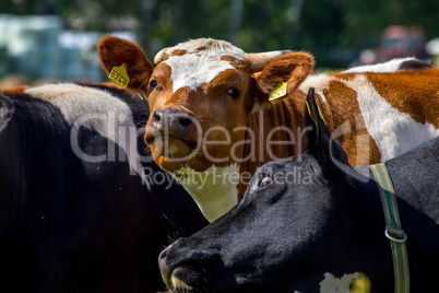 Portrait of dairy cow in pasture.