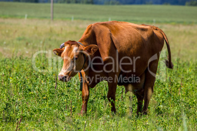 Cow pasture in green meadow.