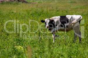 Bull pasture in green meadow.