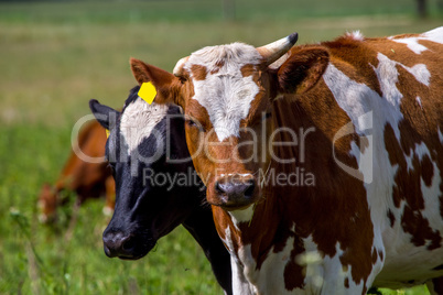 Portrait of dairy cow in pasture.