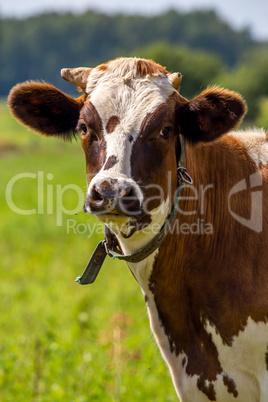 Portrait of dairy cow in pasture.