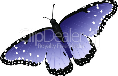 Multicolor realistic isolated butterfly