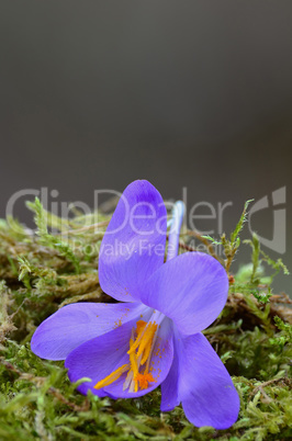 Spring Crocus flower on green moss close up