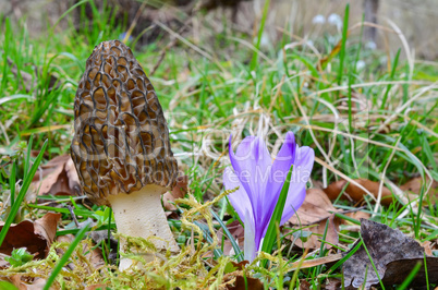 Early spring Morel mushroom besides spring Saffron flower