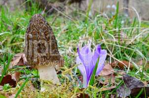 Early spring Morel mushroom besides spring Saffron flower