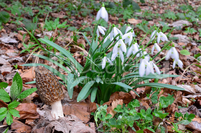 Black morel mushroom and big cluster of Snowdrops