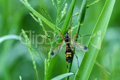 Ctenophora festiva