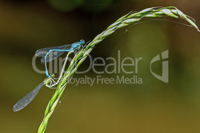 Hufeisen-Azurjungfern (Coenagrion puella)