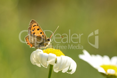 Kleiner Feuerfalter (Lycaena phlaeas)