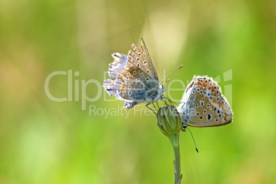 Hauhechel-Bläuling (Polyommatus icarus)