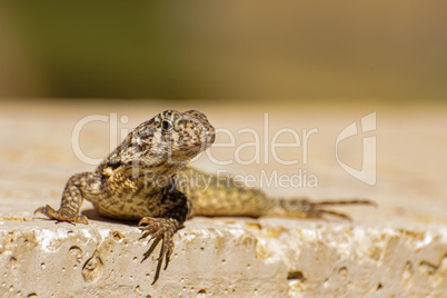 Rollschwanzleguan (Leiocephalus cubensis)