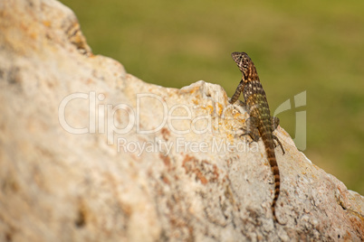 Rollschwanzleguan (Leiocephalus cubensis)