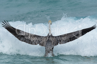 Braunpelikan (Pelecanus occidentalis)