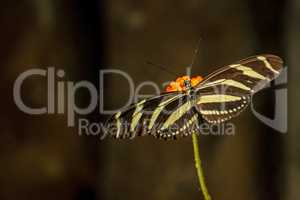 Zebrafalter (Heliconius charithonia)