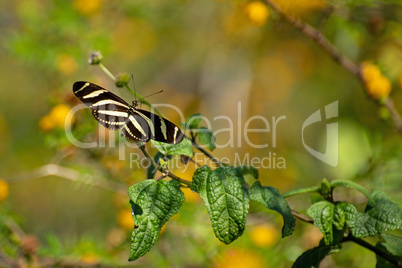 Zebrafalter (Heliconius charithonia)