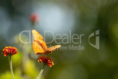 Julia Schmetterling (Dryas iulia)