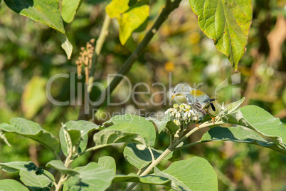 Gelbkehlvireo (Vireo flavifrons)