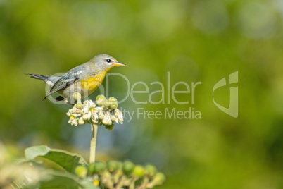 Gelbkehlvireo (Vireo flavifrons)