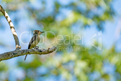 Gelbkehlvireo (Vireo flavifrons)