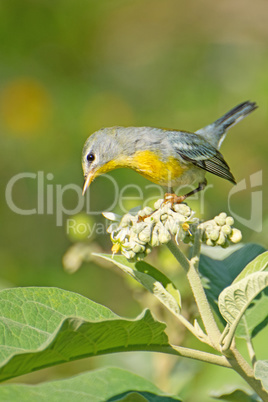 Gelbkehlvireo (Vireo flavifrons)