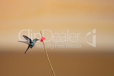 Kubasmaragdkolibri (Chlorostilbon ricordii)