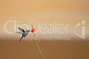 Kubasmaragdkolibri (Chlorostilbon ricordii)