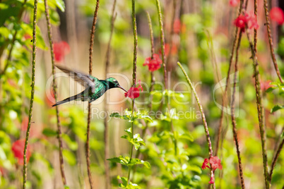 Kubasmaragdkolibri (Chlorostilbon ricordii)